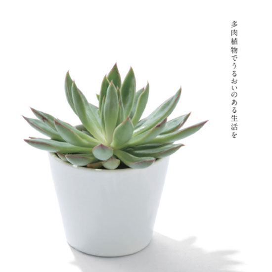 VENTOUEST　CYPRES(シプレ）