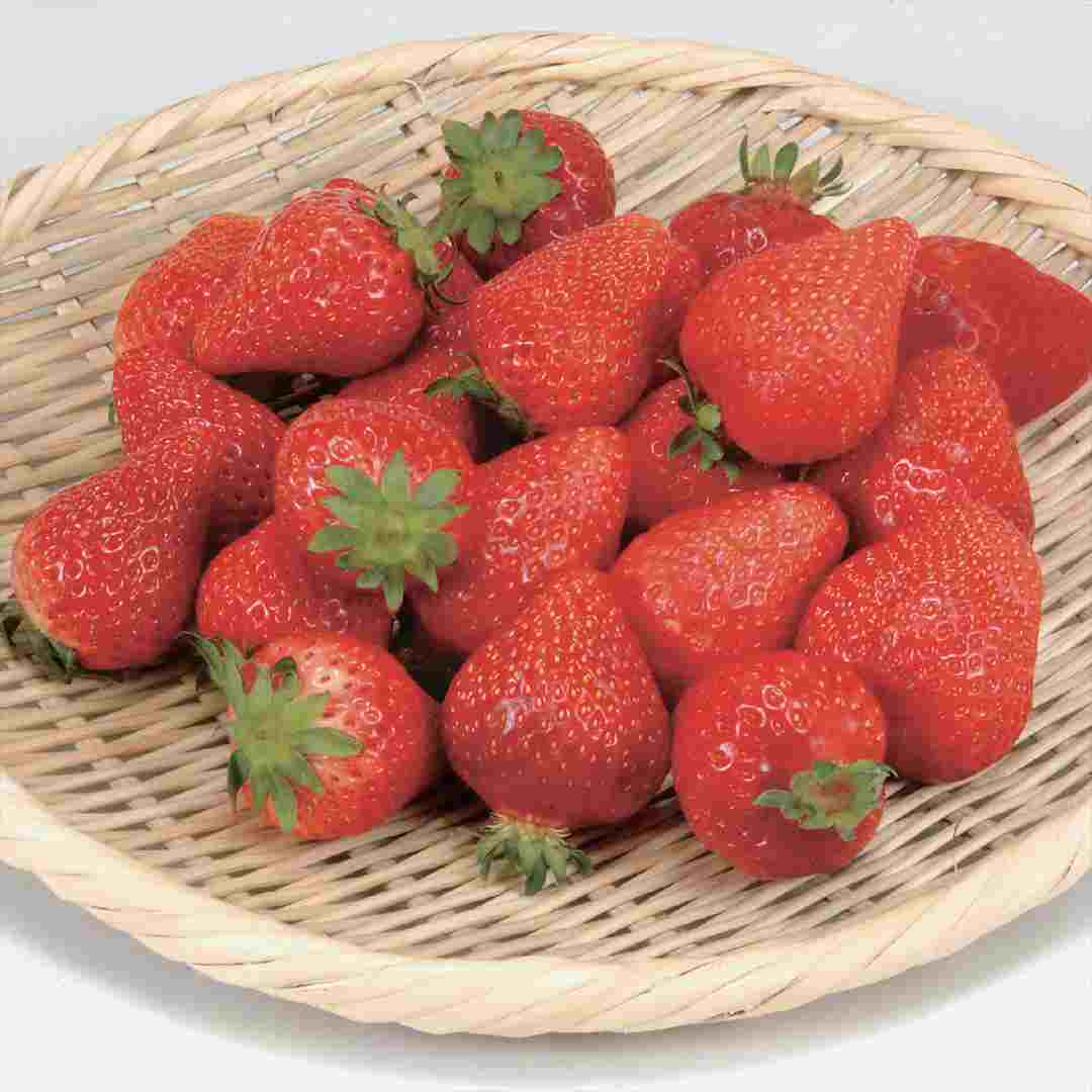 フルーツチョイス-e-order choice F10-C